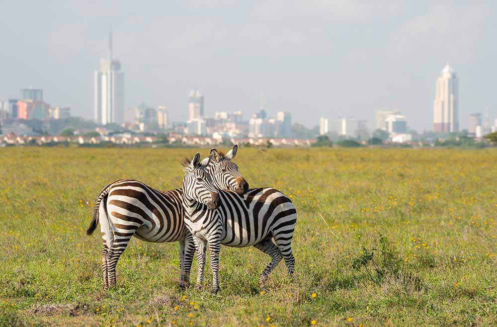 nairobi zebras